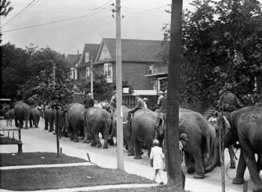 elephants on dufferin street
