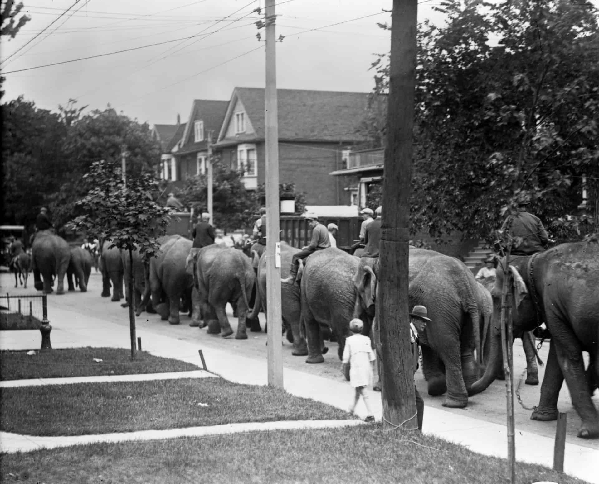 elephants on dufferin street